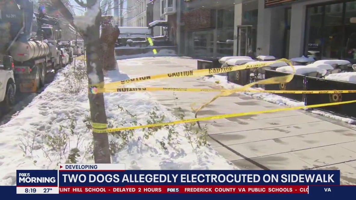 Two dogs allegedly electrocuted on sidewalk in DC